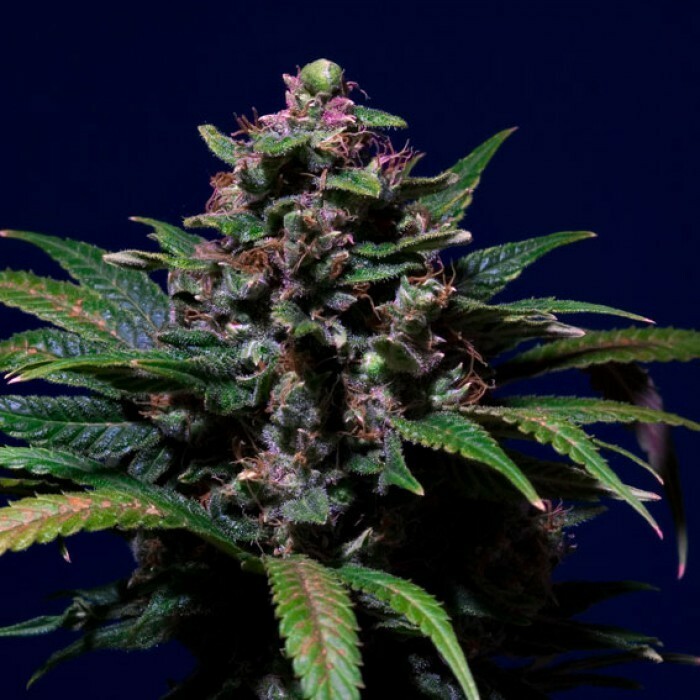 Paradise Seeds - Sweet Purple (fem.)
