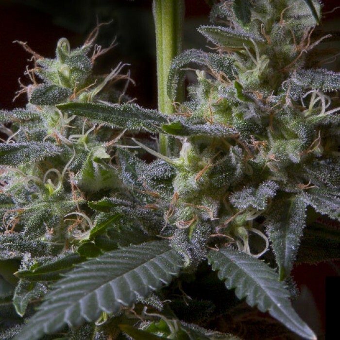 Paradise Seeds - Sweet Purple (fem.)