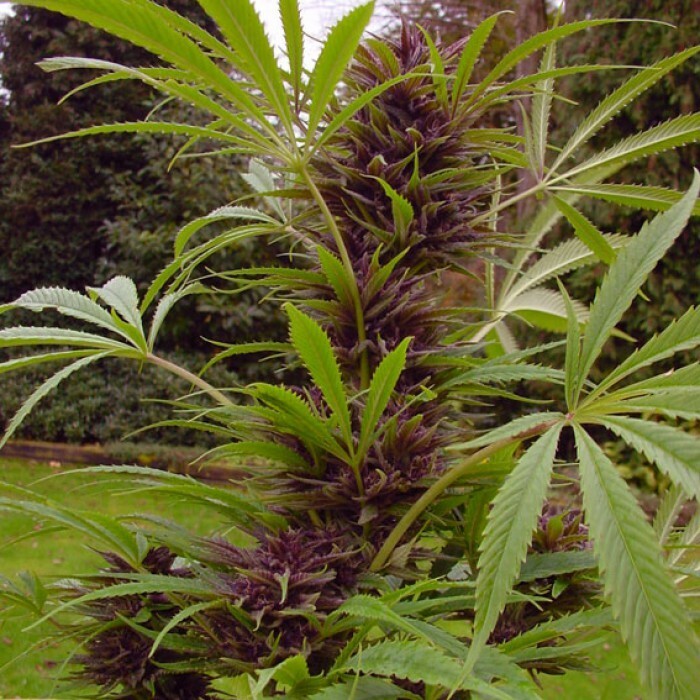 Paradise Seeds - Sweet Purple (fem.)