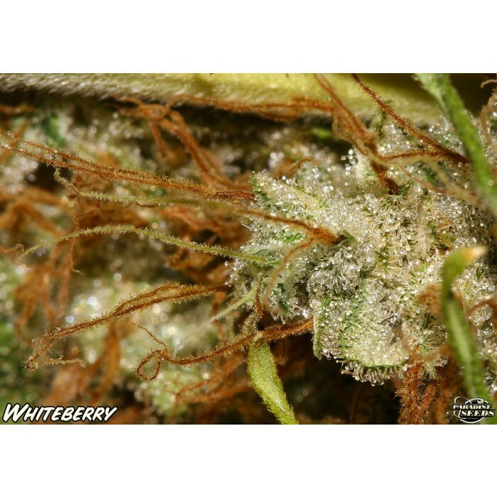 Paradise Seeds - White Berry (fem.)