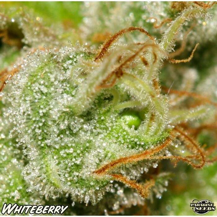 Paradise Seeds - White Berry (fem.)