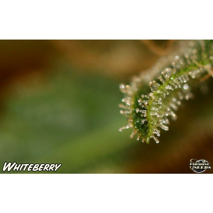 Paradise Seeds - White Berry (fem.)