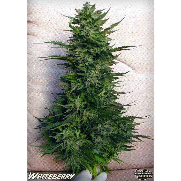 Paradise Seeds - White Berry (fem.)