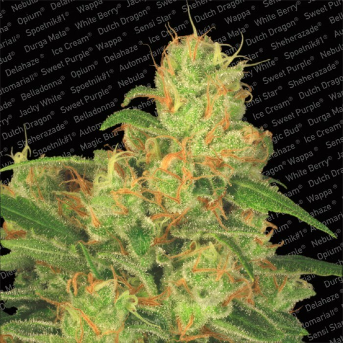 Paradise Seeds - Auto Acid (auto/fem.)
