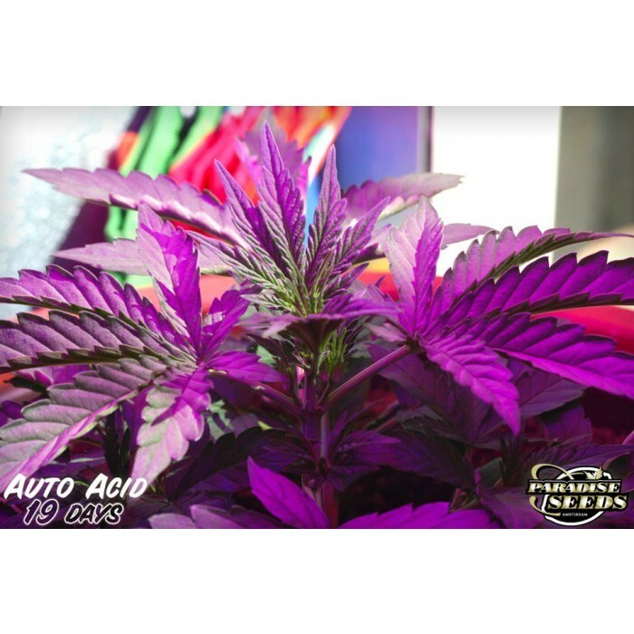 Paradise Seeds - Auto Acid (auto/fem.)