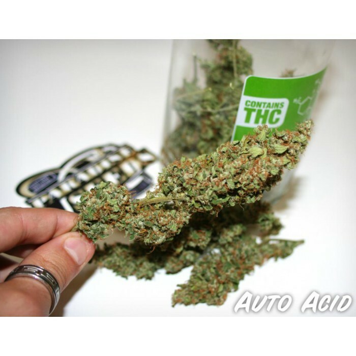 Paradise Seeds - Auto Acid (auto/fem.)