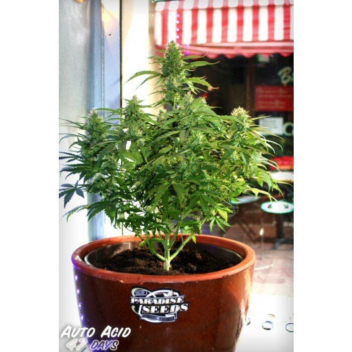 Paradise Seeds - Auto Acid (auto/fem.)
