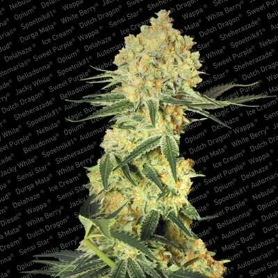Paradise Seeds - Auto Wappa (auto/fem.) 01715