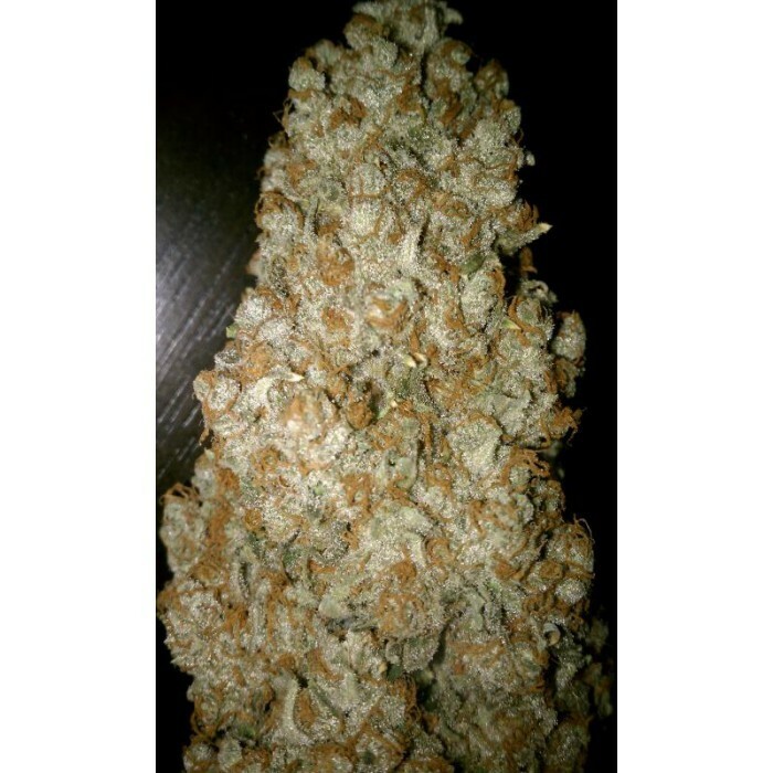 Paradise Seeds - Auto Wappa (auto/fem.)
