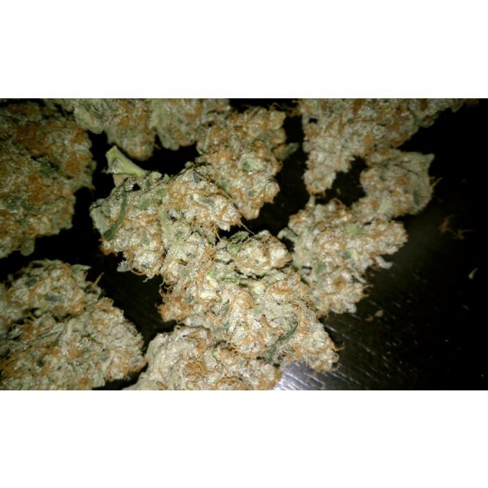 Paradise Seeds - Auto Wappa (auto/fem.)