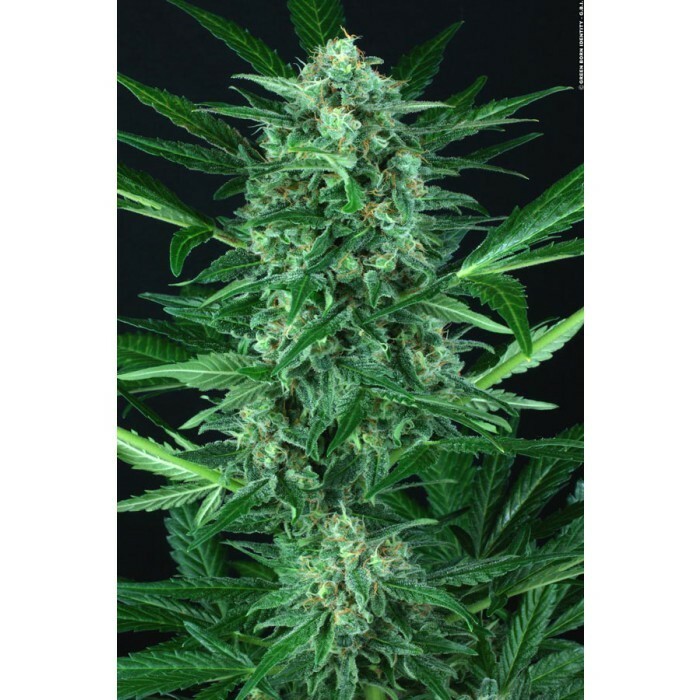 Paradise Seeds - Auto Wappa (auto/fem.)