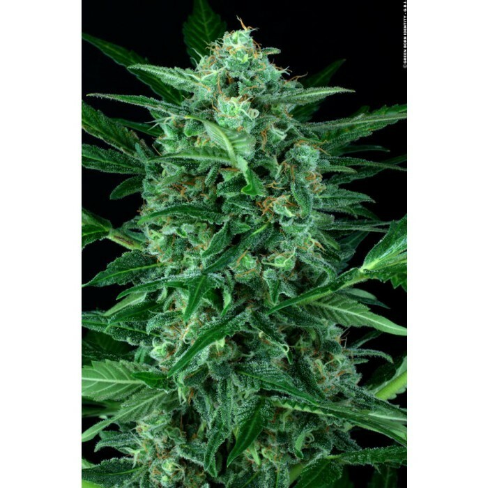 Paradise Seeds - Auto Wappa (auto/fem.)