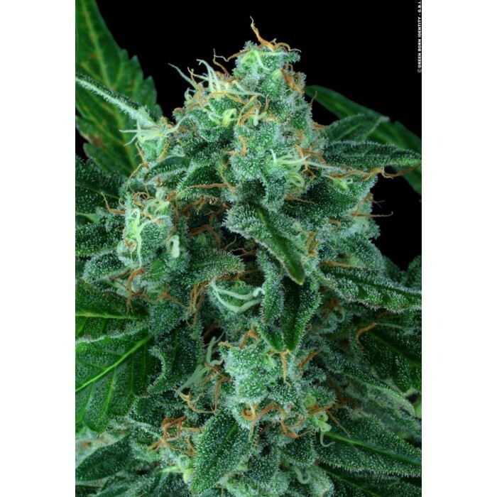 Paradise Seeds - Auto Wappa (auto/fem.)