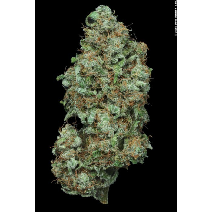 Paradise Seeds - Auto Wappa (auto/fem.)