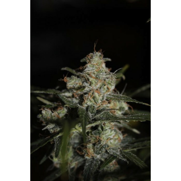 Paradise Seeds - Auto Whiteberry (auto/fem.)