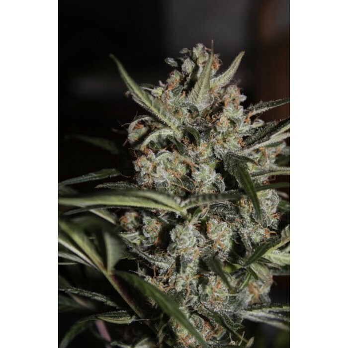 Paradise Seeds - Auto Whiteberry (auto/fem.)