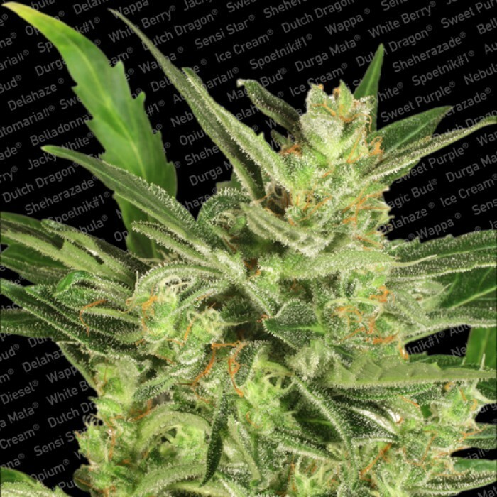 Paradise Seeds - Automaria II (auto/fem.)