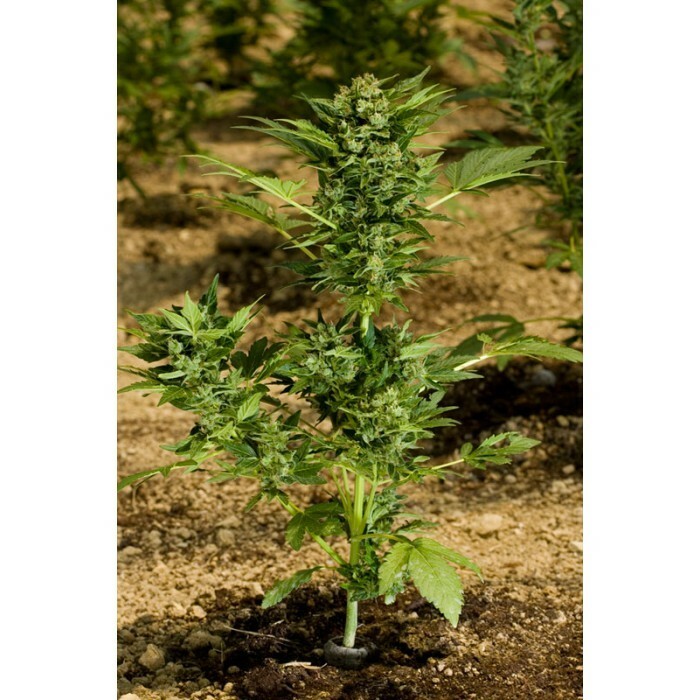 Paradise Seeds - Automaria II (auto/fem.)