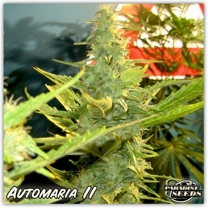 Paradise Seeds - Automaria II (auto/fem.)