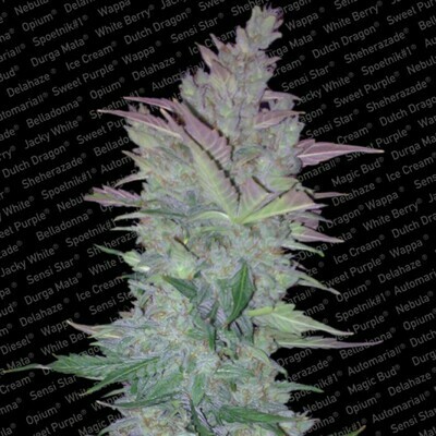 Paradise Seeds - Vertigo (auto/fem.) 01719