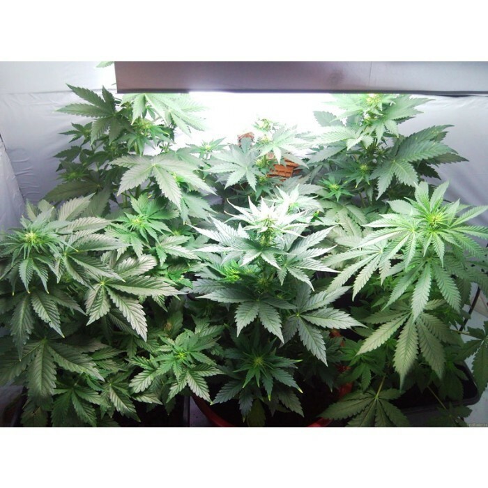Paradise Seeds - Vertigo (auto/fem.)