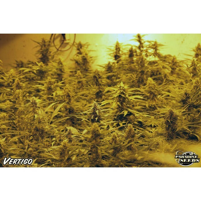 Paradise Seeds - Vertigo (auto/fem.)