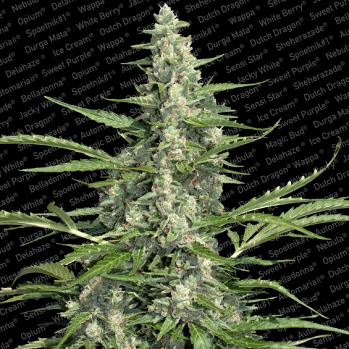 Paradise Seeds - Pandora (auto/fem.)