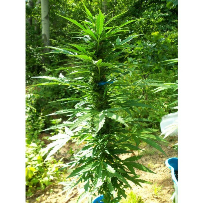 Paradise Seeds - Pandora (auto/fem.)