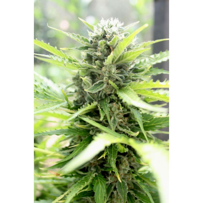 Paradise Seeds - Pandora (auto/fem.)