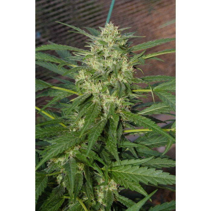 Paradise Seeds - Pandora (auto/fem.)