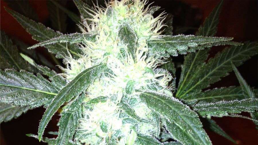 Nirvana Seeds - Auto AK48 (auto/fem.)