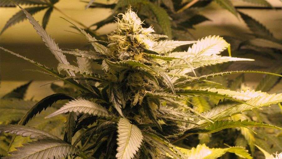 Nirvana Seeds - Auto AK48 (auto/fem.)