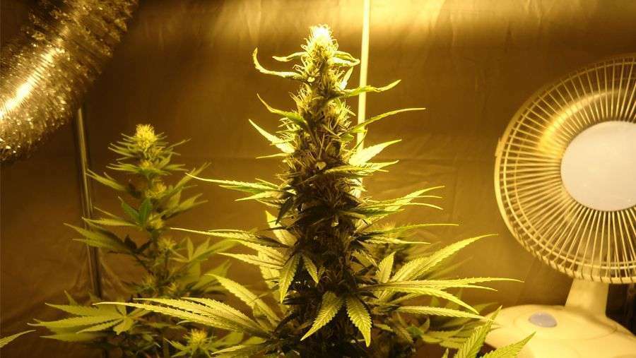 Nirvana Seeds - Auto AK48 (auto/fem.)