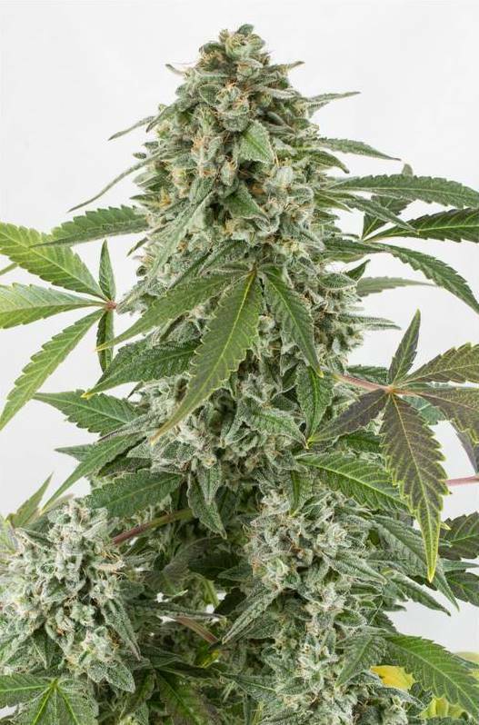 Dinafem - White Widow Autoflowering (auto/fem.) Dinafem - White Widow Autoflowering (auto/fem.)