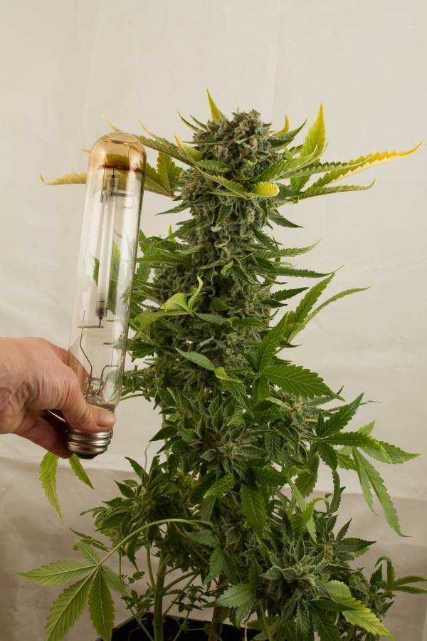 Dinafem - White Widow Autoflowering (auto/fem.) Dinafem - White Widow Autoflowering (auto/fem.)