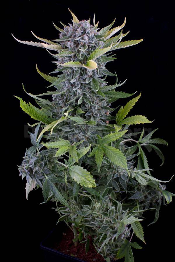 Dinafem - White Widow Autoflowering (auto/fem.) Dinafem - White Widow Autoflowering (auto/fem.)