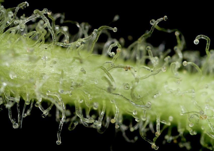 Dinafem - White Widow Autoflowering (auto/fem.) Dinafem - White Widow Autoflowering (auto/fem.)