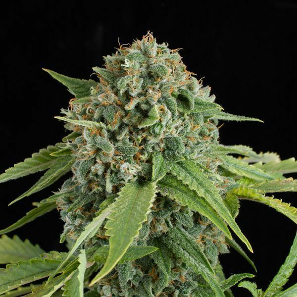 Dinafem - White Widow Autoflowering (auto/fem.) Dinafem - White Widow Autoflowering (auto/fem.)