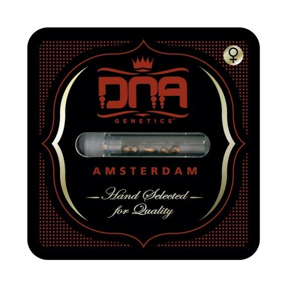 DNA Genetics - Miss DNA aka Miss USA (fem.)