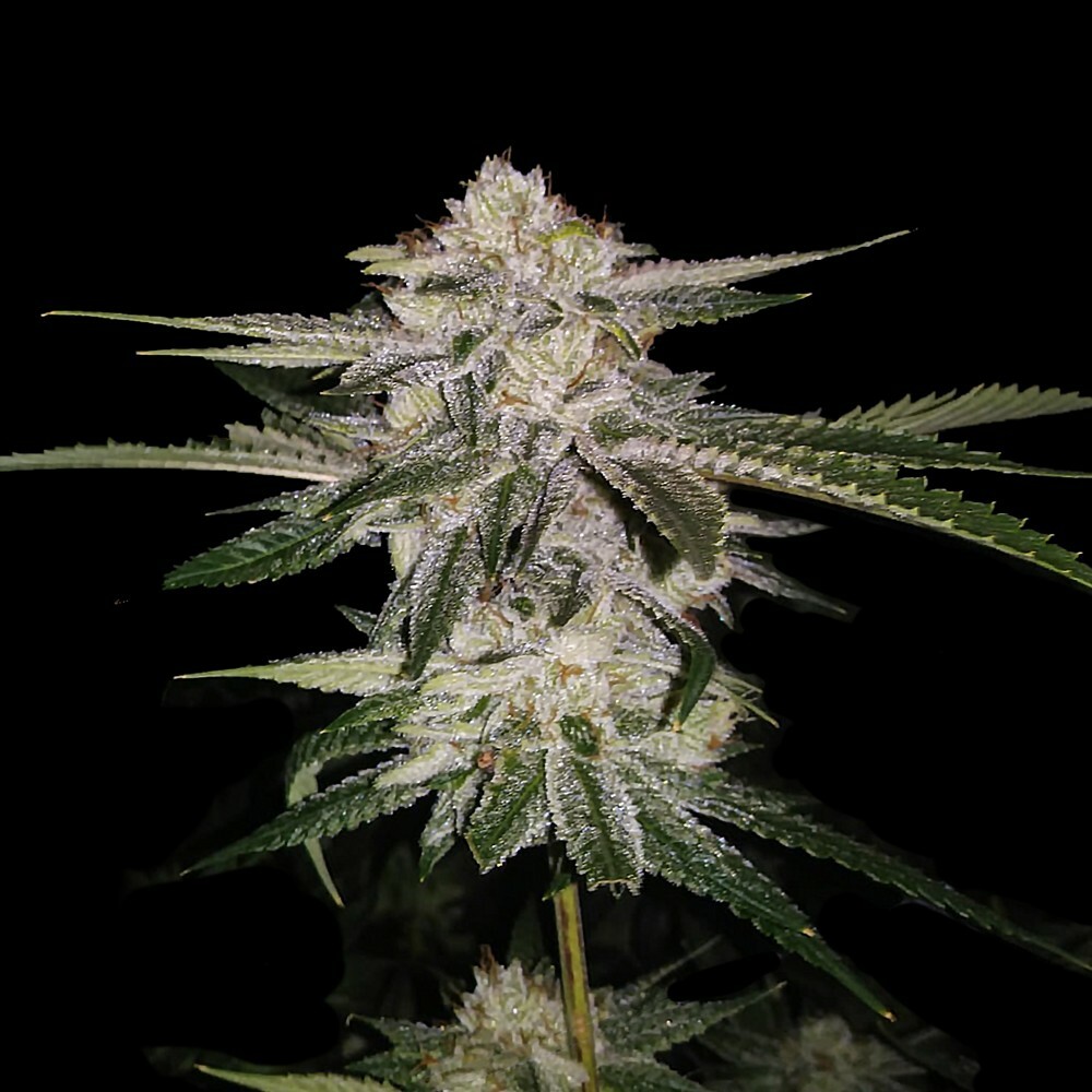 DNA Genetics - Miss DNA aka Miss USA (fem.)