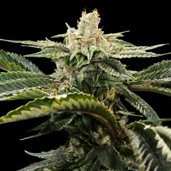 DNA Genetics - Miss DNA aka Miss USA (fem.)
