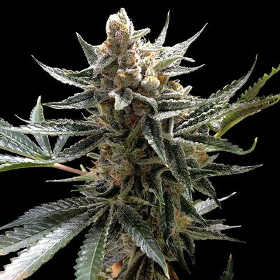 Reserva privada (DNA Genetics Seeds) - Tangie (reg.) 03368