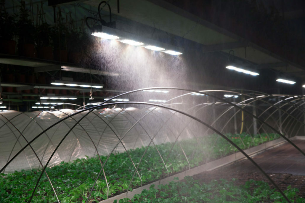 SANlight Q6W - LED лампа 245W для выращивания каннабиса и других растений