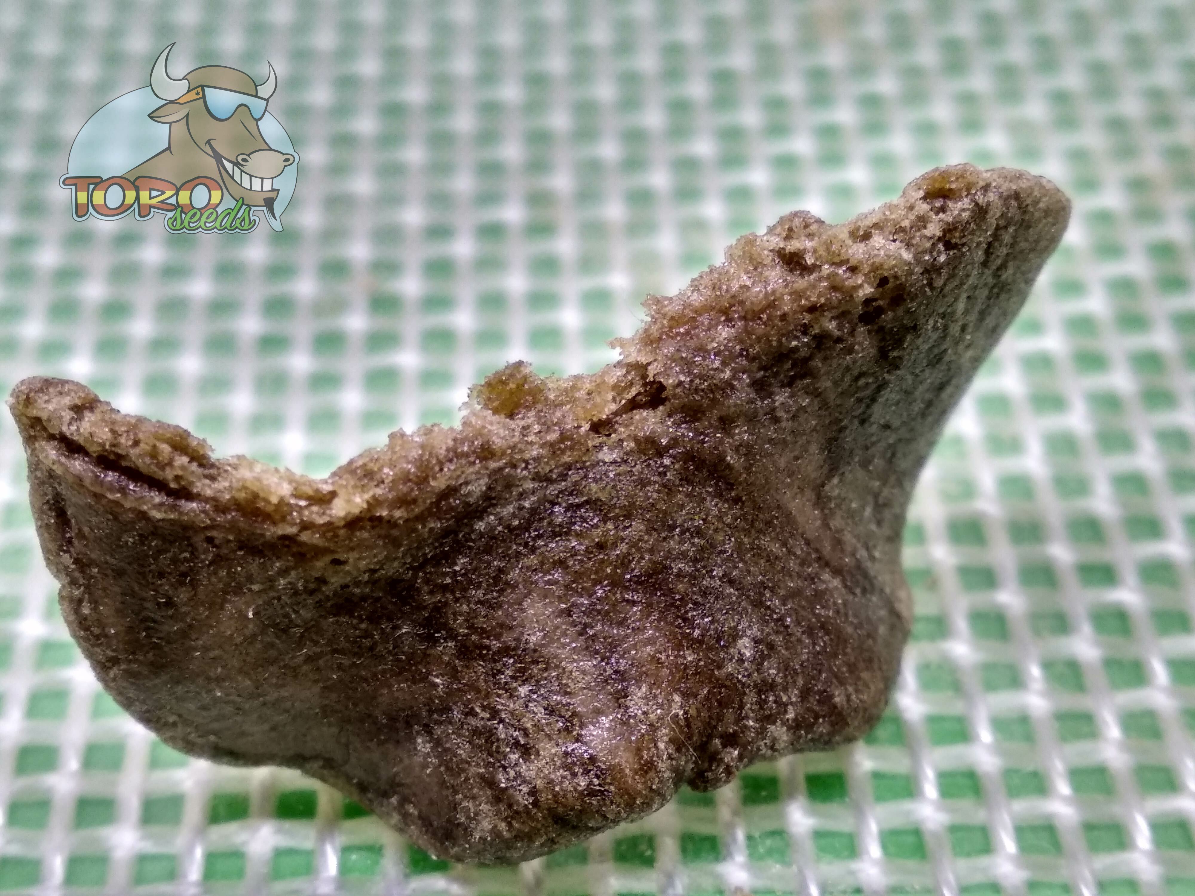 Фото Fruit Siesta от HappyHobby (growdiaries)
