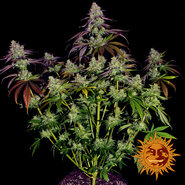 Barney's Farm - Mimosa Evo (fem.)