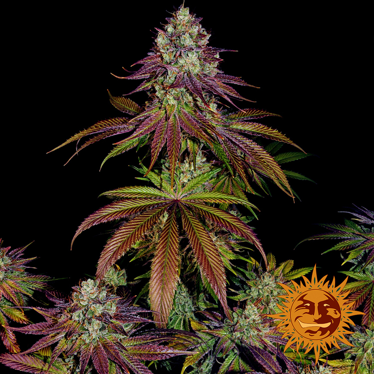 Barney's Farm - Mimosa Evo (fem.)