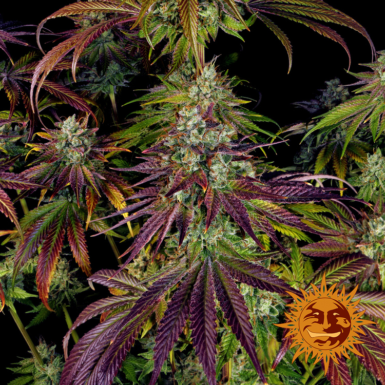 Barney's Farm - Mimosa Evo (fem.)