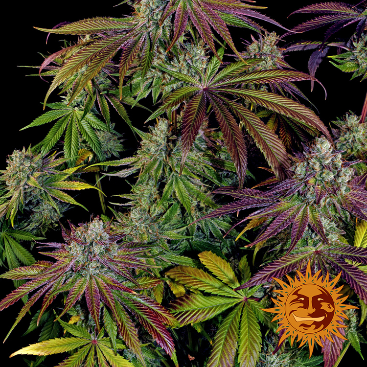 Barney's Farm - Mimosa Evo (fem.)