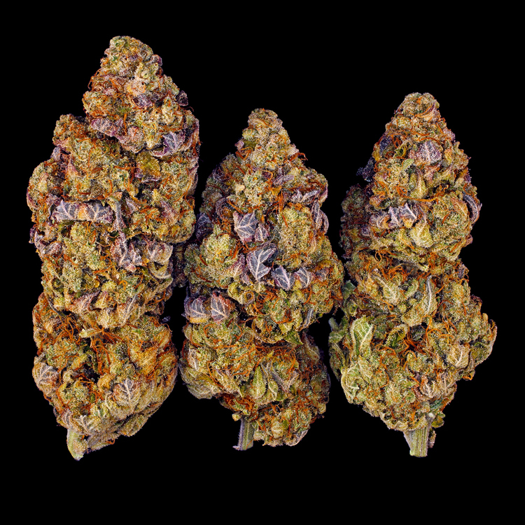 Barney's Farm - Mimosa Evo (fem.)