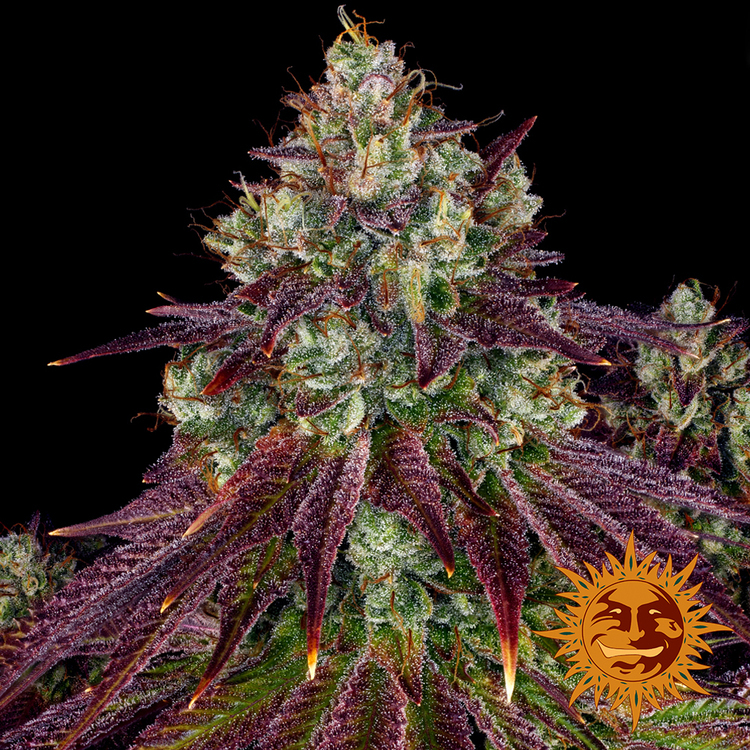 Barney's Farm - Mimosa Evo (fem.)